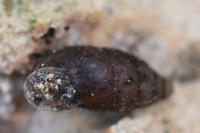 Merdigera obscura