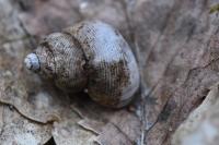 Pomatias elegans