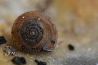 Trochulus hispidus