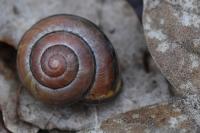 Cepaea nemoralis