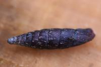 Clausilia bidentata