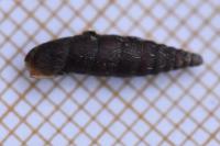 Clausilia bidentata