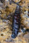 Clausilia bidentata
