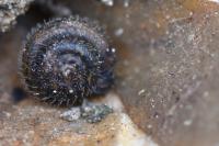 Trochulus hispidus