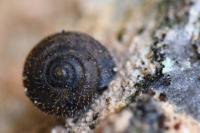 Trochulus hispidus