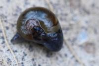 Phenacolimax major