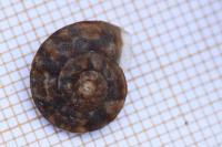 Helicigona lapicida