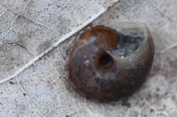 Helicigona lapicida