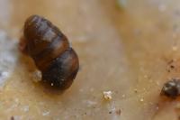 Lauria cylindracea