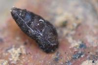 Merdigera obscura