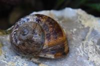 Cornu aspersum