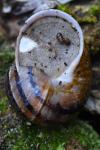 Cornu aspersum