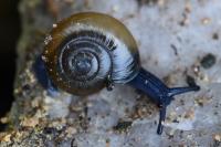Oxychilus draparnaudi