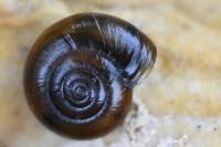 Oxychilus draparnaudi