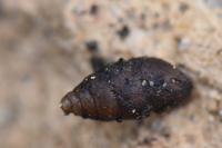 Merdigera obscura