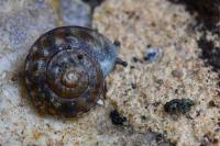 Helicigona lapicida