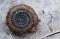 Helicodonta obvoluta