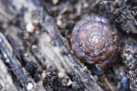 Gonyodiscus rotundatus