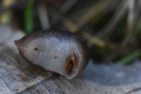 Lehmannia marginata