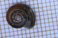 Aegopinella nitidula