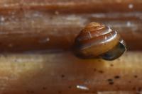 Euconulus fulvus