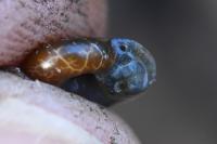 Aegopinella nitidula