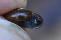 Aegopinella nitidula