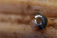 Euconulus fulvus