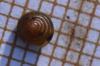 Euconulus fulvus