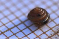 Euconulus fulvus
