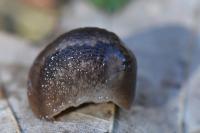 Lehmannia marginata