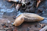 Lehmannia marginata