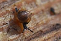Euconulus fulvus