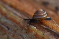 Euconulus fulvus