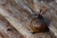 Euconulus fulvus