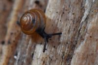 Euconulus fulvus