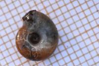 Aegopinella nitidula