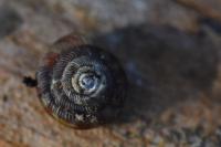 Gonyodiscus rotundatus