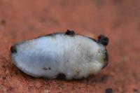Arion fasciatus
