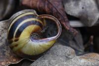 Cepaea nemoralis