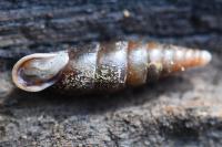 Cochlodina laminata