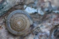 Gonyodiscus rotundatus