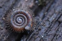 Helicodonta obvoluta