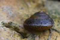 Hygromia cinctella