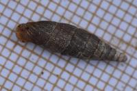 Macrogastra rolphii