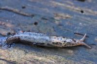 Limax maximus
