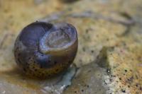 Hygromia cinctella