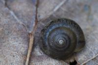 Hygromia cinctella