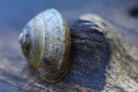 Hygromia cinctella