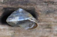 Hygromia cinctella